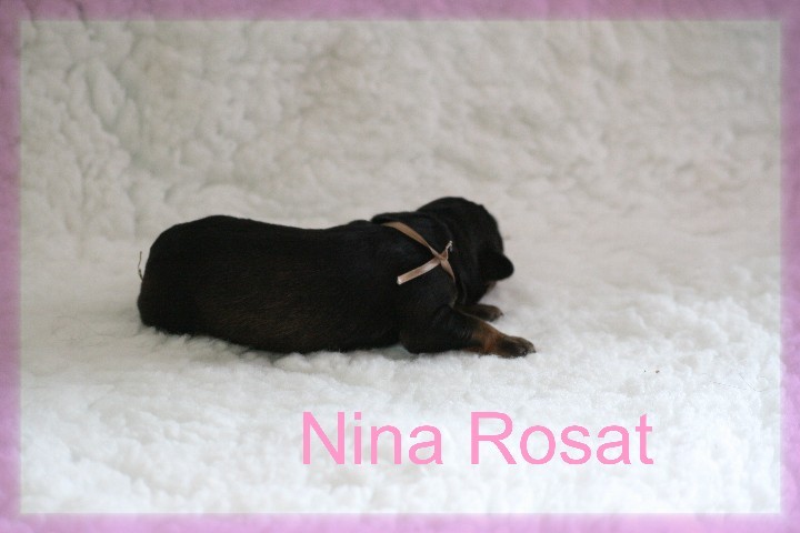 Nina Rosat