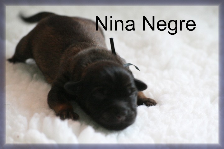 Nina Negro