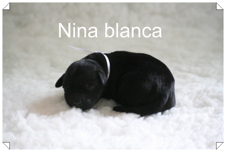 Nina Blanca