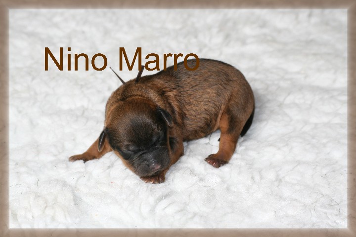Nino Marro