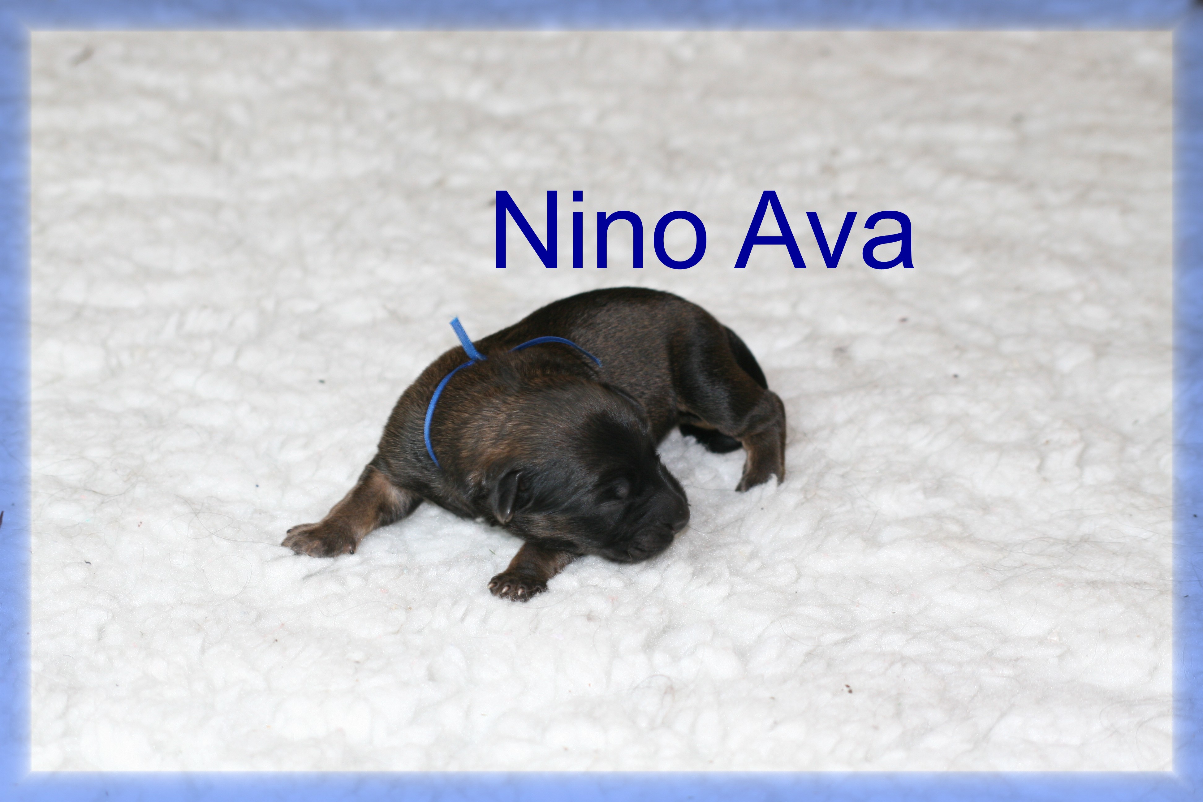Nino Ava