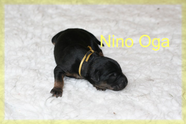 Nino Oga