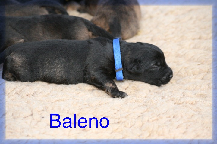 Baleno