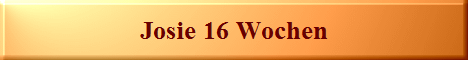 Josie 16 Wochen
