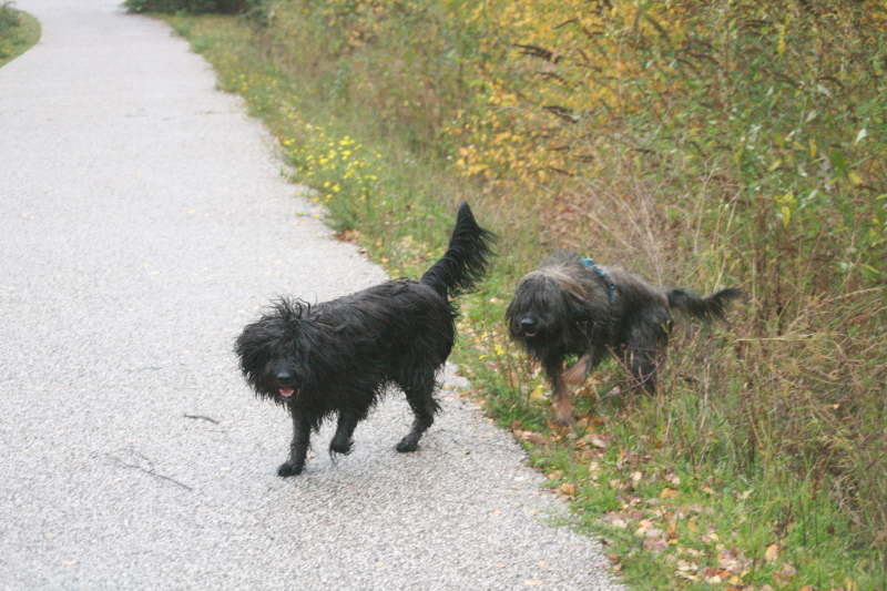 Tinos und Baika