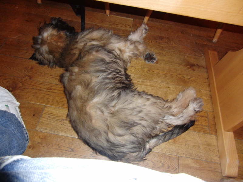 Bangos erster Urlaub