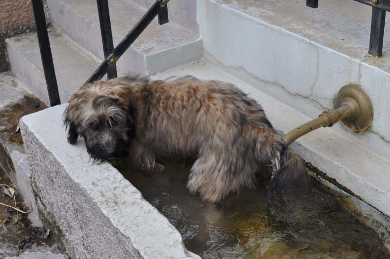 Bangos erster Urlaub