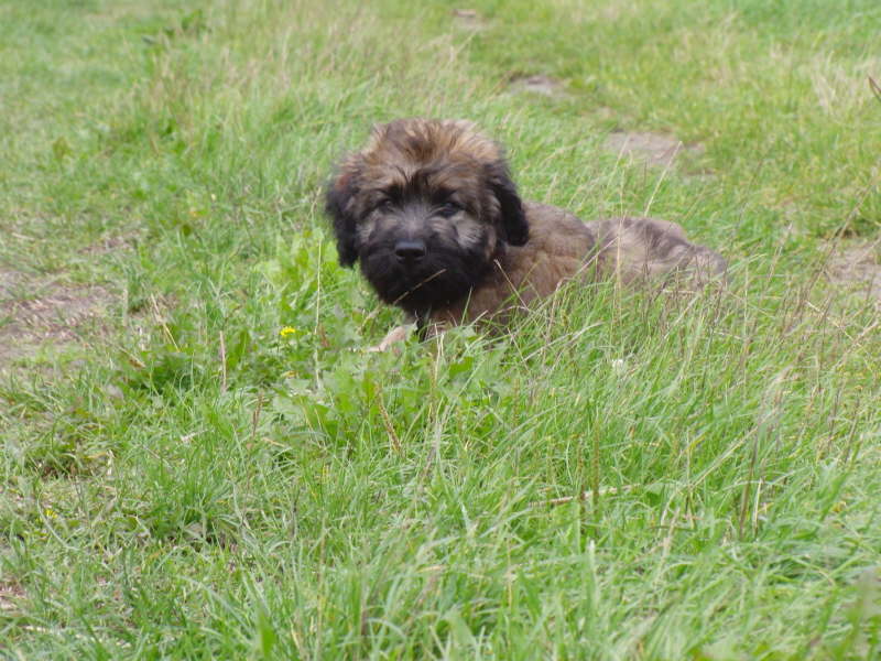 Bangos dritter Monat