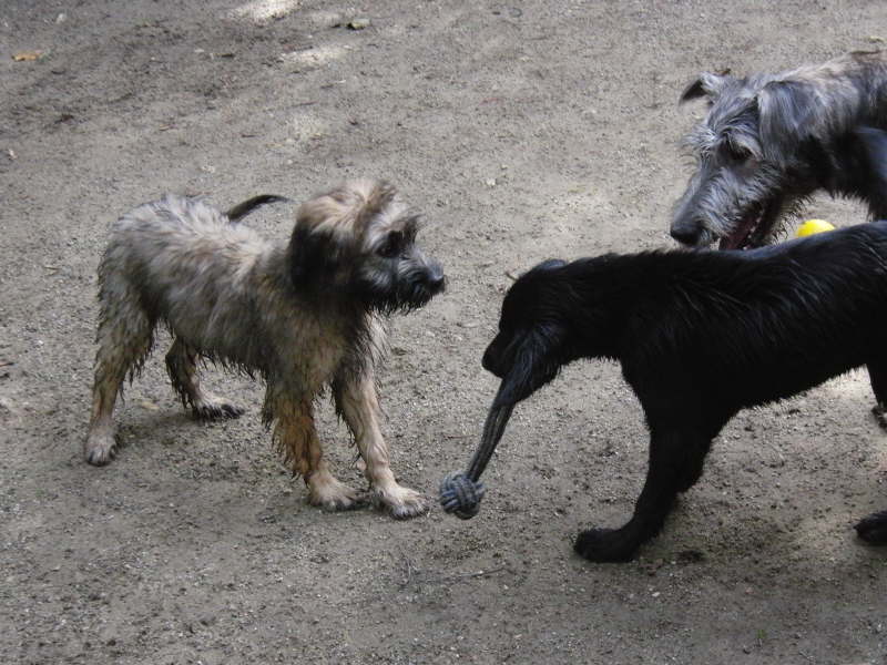 Bangos dritter Monat