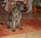 Branka