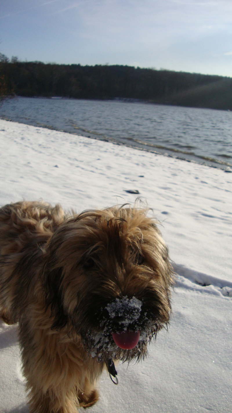 Schneehase Tiesto