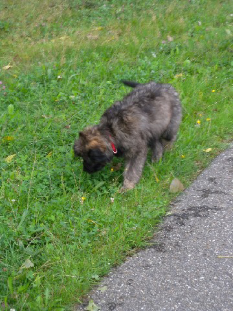 Max