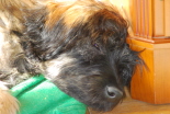 Tinos 5 bis 6 Monate