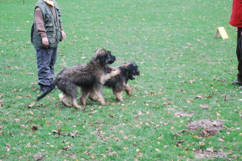 Welpentreffen Nachschlag