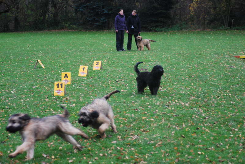 Welpentreffen Nachschlag