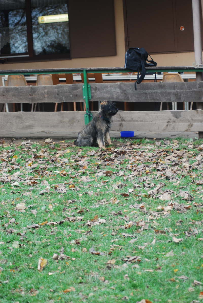Welpentreffen Nachschlag