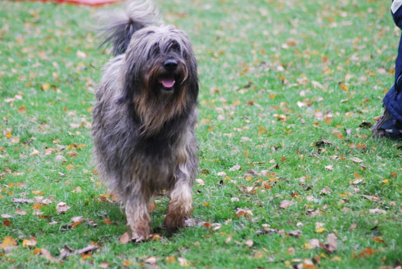Welpentreffen Nachschlag
