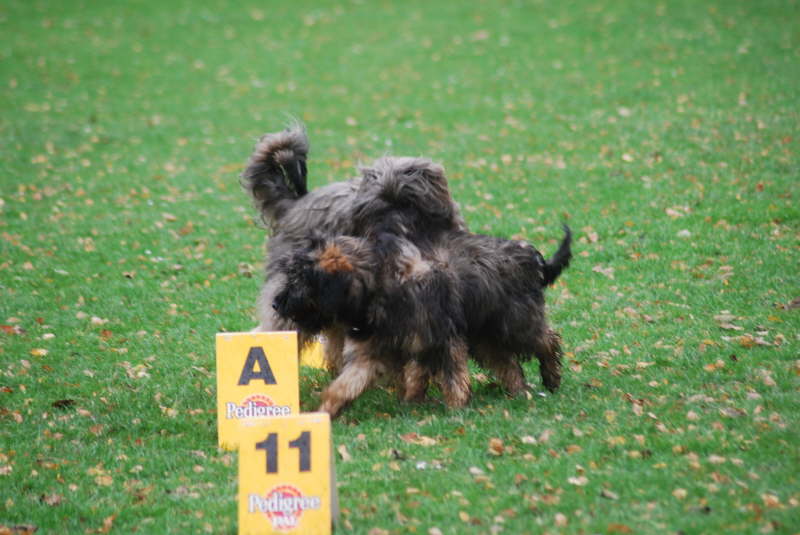 Welpentreffen Nachschlag