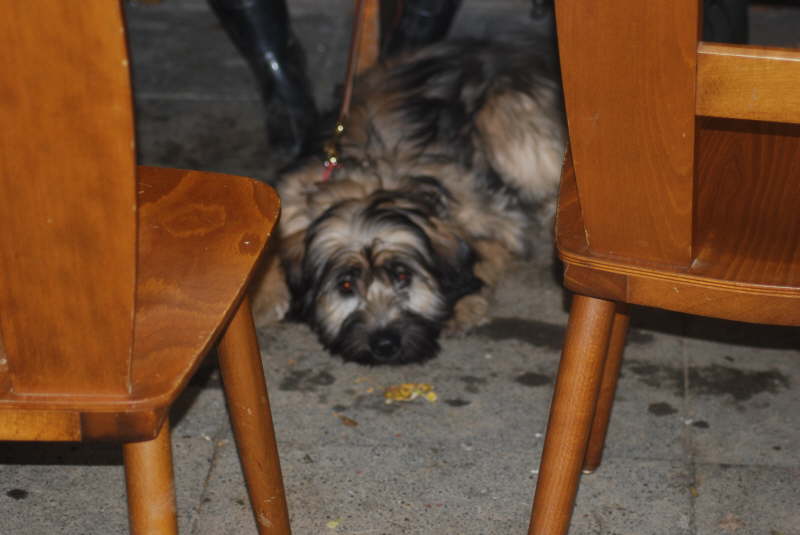 Welpentreffen Nachschlag