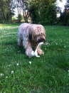 Bomo-Tiesto Sommer 2011