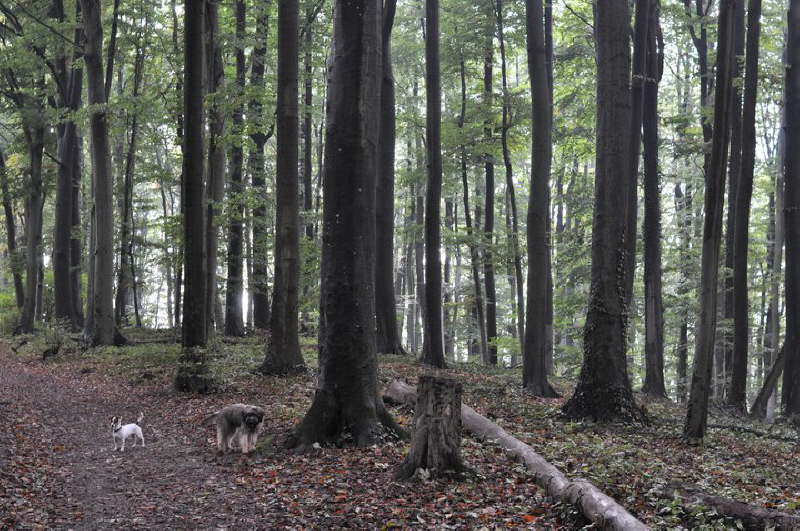 Bangos erster Urlaub
