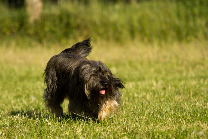 Josie h�tet