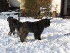 Tinos im Garten