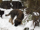 Tinos im Garten