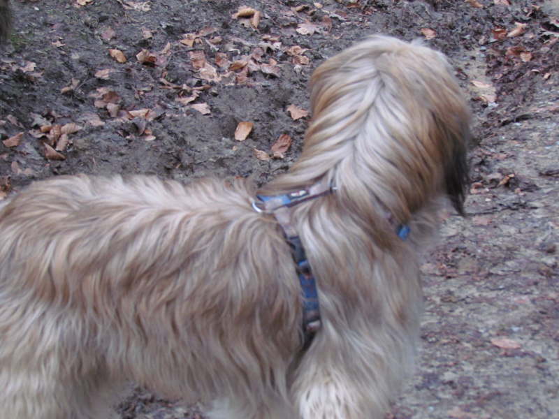 Spaziergang im Essener Wald