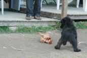 Baika 12 Wochen