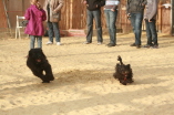 Welpenstunde Fr�ndenberg