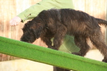 Welpenstunde Fr�ndenberg