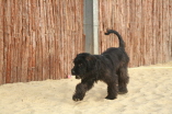 Welpenstunde Fr�ndenberg