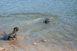 Schwimmen lernen