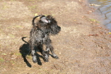 Schwimmen lernen