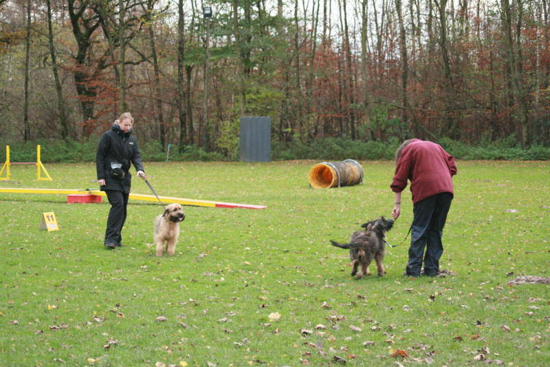 Welpenspielstunde