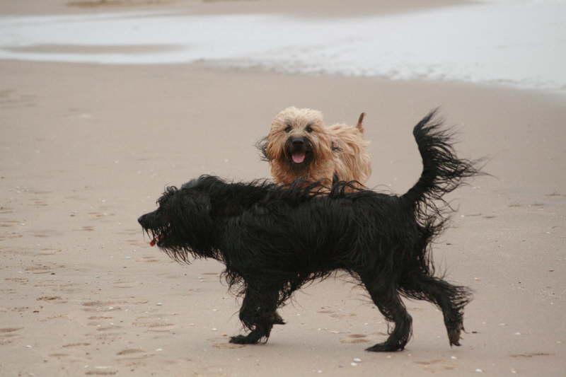 Tiesto und Baika