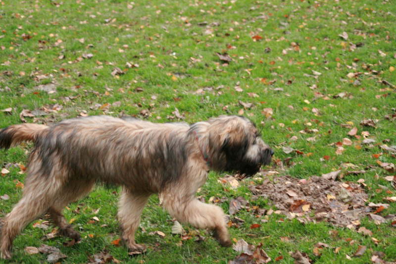 Spiel auf der Wiese