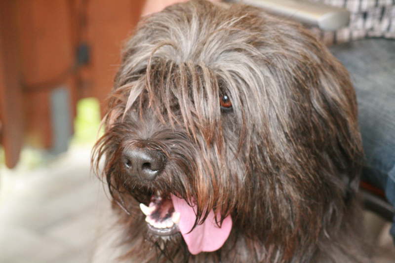 Biegos neues Zuhause