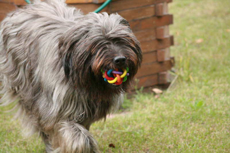 Biegos neues Zuhause