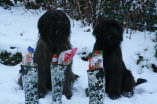 Nikolaus