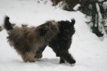 Spiel mit Ringo