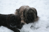 Spiel mit Ringo