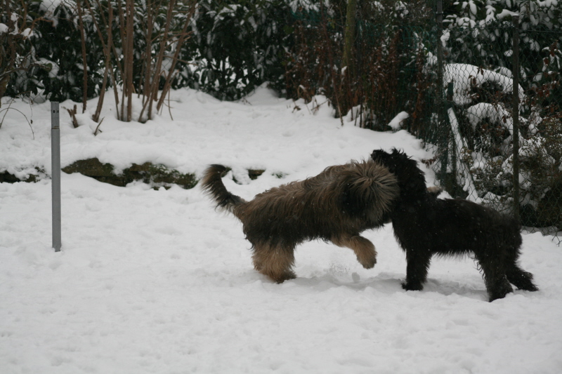 Spiel mit Ringo