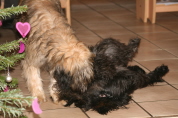 Besuch der Br�der