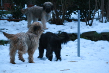 Besuch beim Heimatzwinger