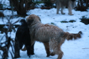 Besuch der Br�der