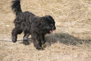 D�nen