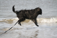 Wasser