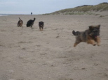 Josie in den Niederlanden